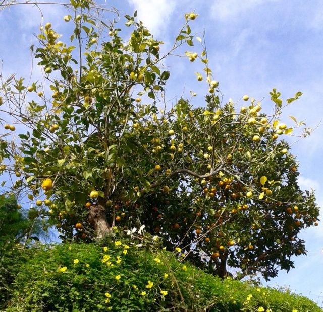 Februar: appelsin- og citrontræer og forårsblomster